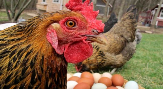 Почему-куры-едят-свои-яйца-что-делать