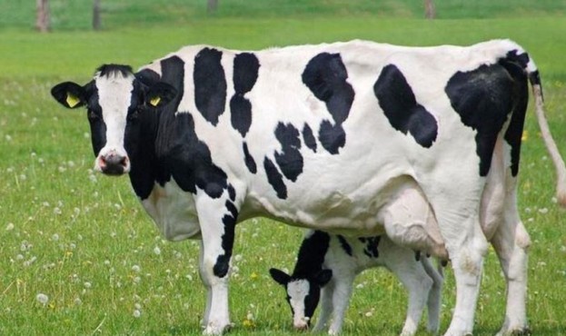 cow_calf