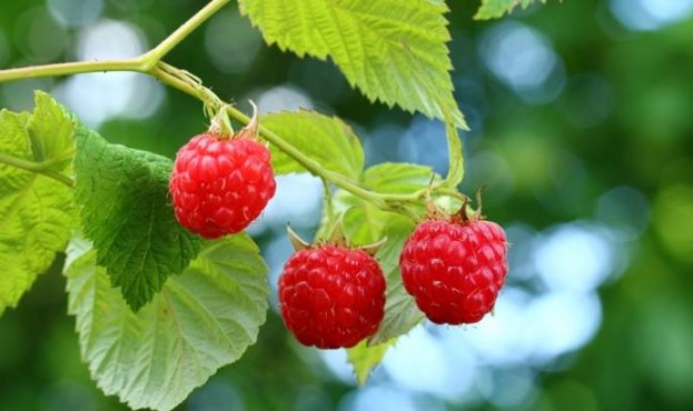 raspberries-40585