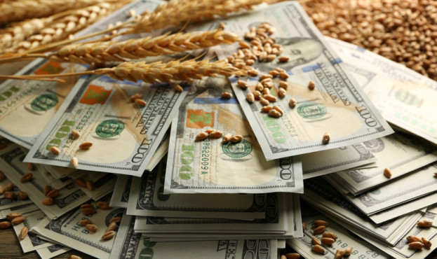 Dollar banknotes and wheat grains on wooden background. Agricultural income concept