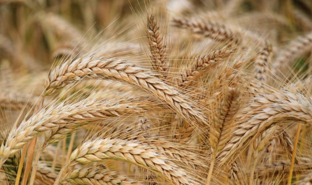 Wheat-1024x683