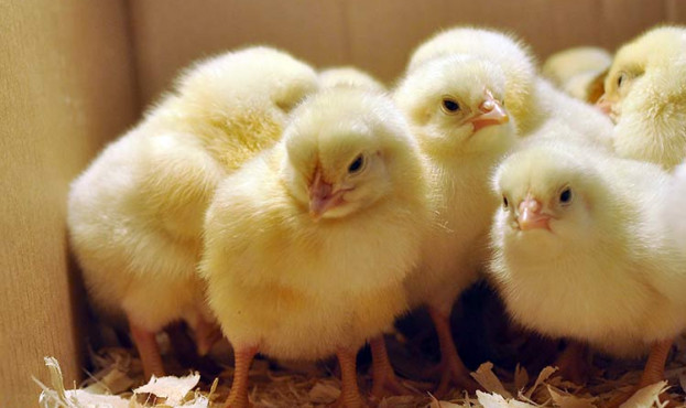 chicks-breeding-big