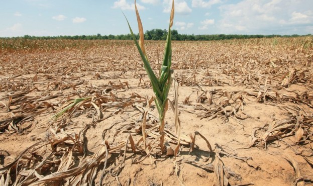 Severe Drought Threatens Midwest Corn Crops