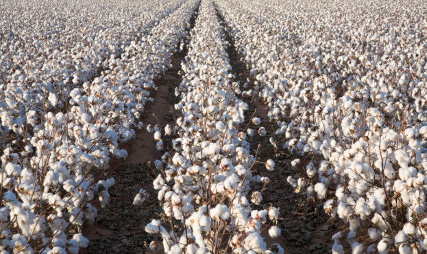 white ripe cotton field ready for harvest