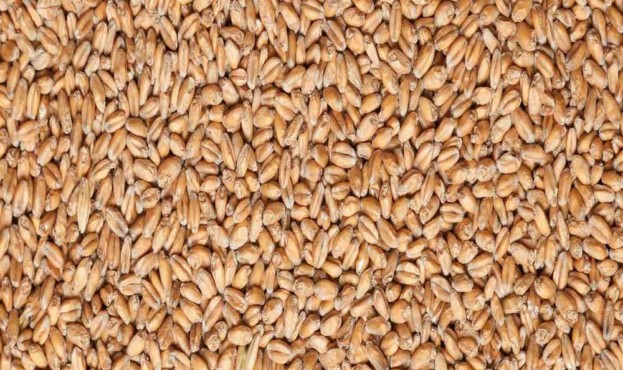 пшеница-2