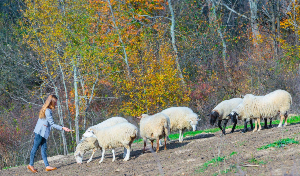 Прикарпатський фермер єдиний в Україні робить сиров’ялену баранину, що є аналогом хамону