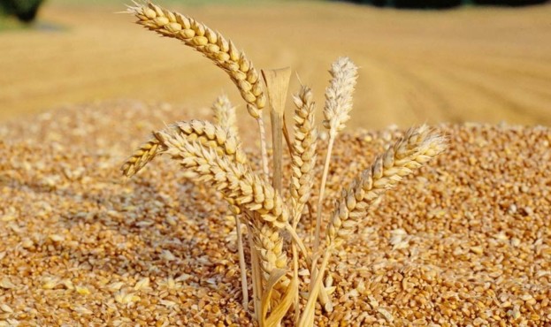 articles.20100728-wheat-grain-quality.00