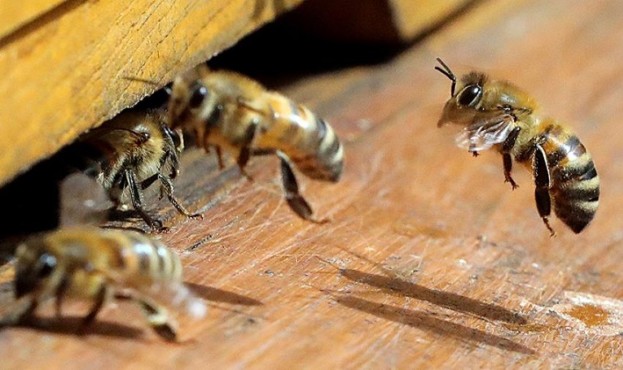 how-to-get-rid-of-bees