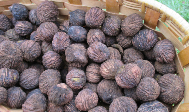blackwalnuts