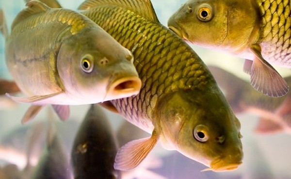 З 1 листопада 2020 року в Україні заборонять ловити зимуючу рибу – AgroNews