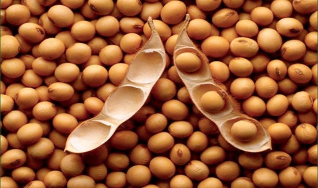 soybeans_image_one