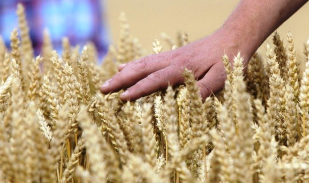 озима пшениця німецької селекції для України