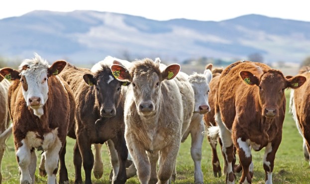 Small group of commercial / beef cattle in field in Perthshire, Scotland