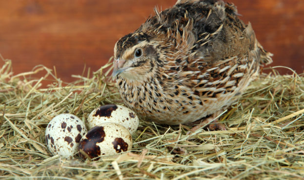 Young quail with eggs on straw on wooden background