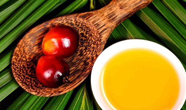 Oil palm fruit and cooking oil