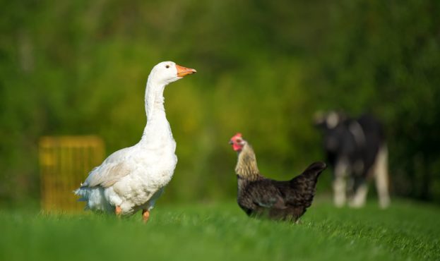 white-goose-chicken-and-cow-on-meadow-P7G4HYJ-min