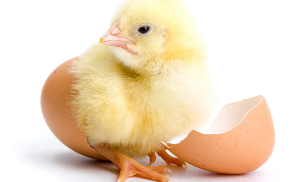 Chicks_White_background_Eggs_Glance_523910_1331x1024