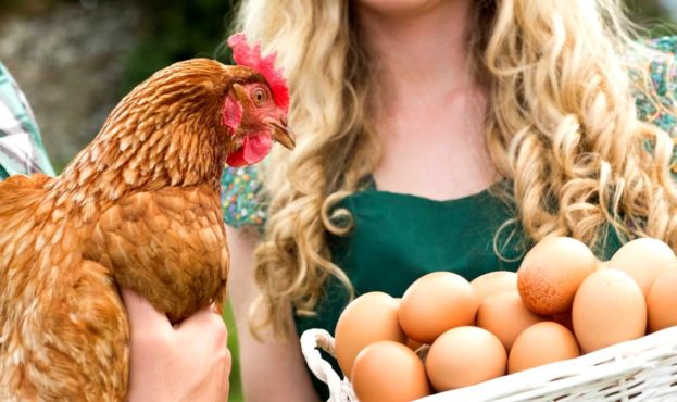 protein-poultry-egg-industry