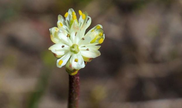 Flower-of-Triantha-occidentalis_(2)_d_850.jpeg