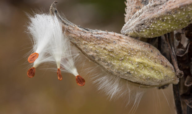Milkweed Seedhead Close-up