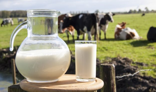 dairy-milk-cows-in-field-1024x683