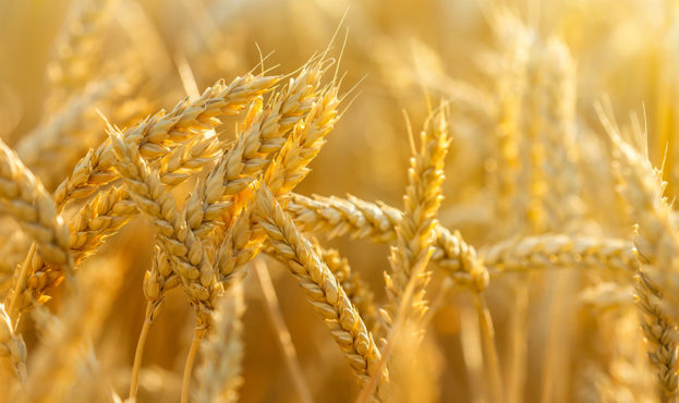 wheat-seeds-artaniya