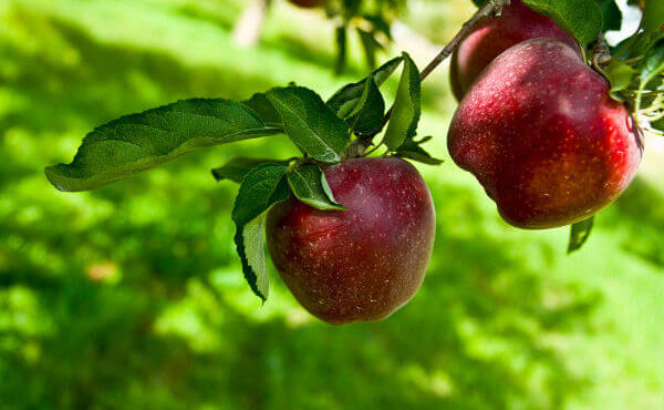 1577-apples-on-tree