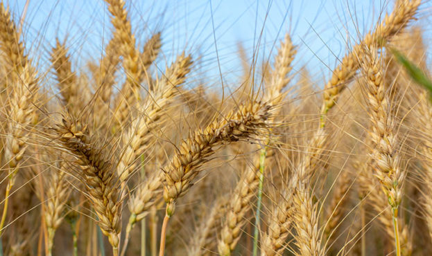 Spikelets are filled with barley grain. Ripe grain harvest.