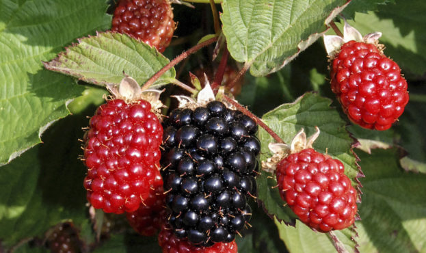 Twilight, a new thornless semi-erect blackberry variety released by ARS, melds the best of eastern and western blackberry genetics. Chad Finn (D4505-1)