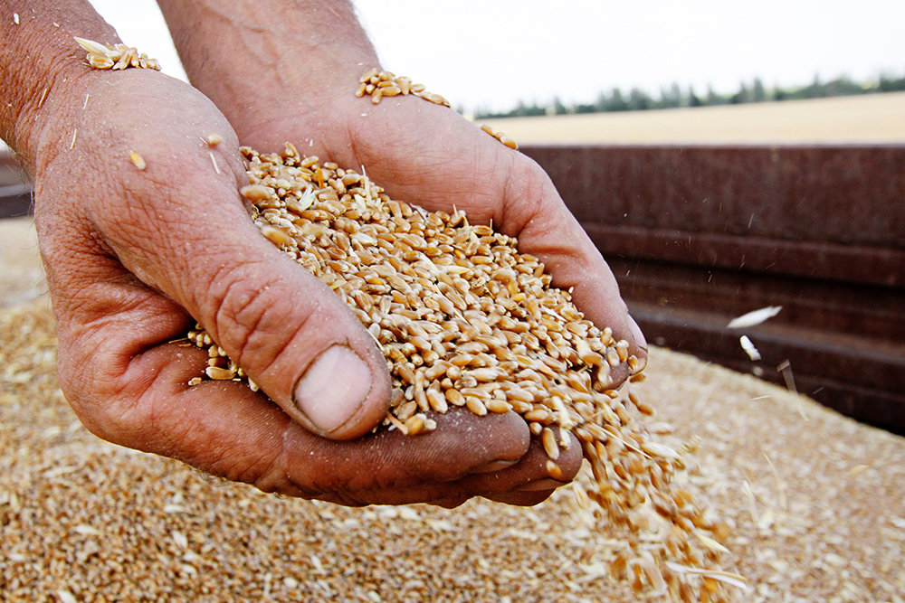 Озвучено оновлені ціни на зерно в Україні – AgroNews