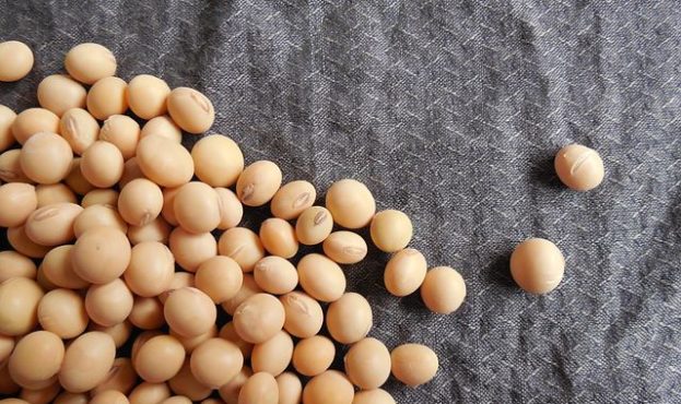 soybeans-182295__480