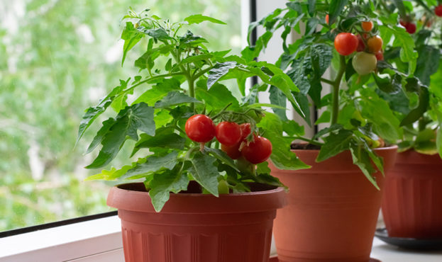 Awesome-New-Tomato-Varieties-kitchen-mini