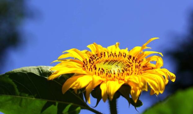 congratulations-background-texture-sunflower-32682