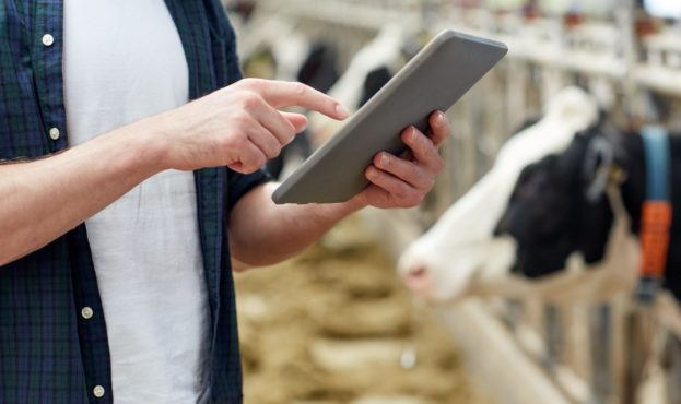 man-with-tablet-pc-and-cows-on-dairy-farm-P27KMC4-min-scaled