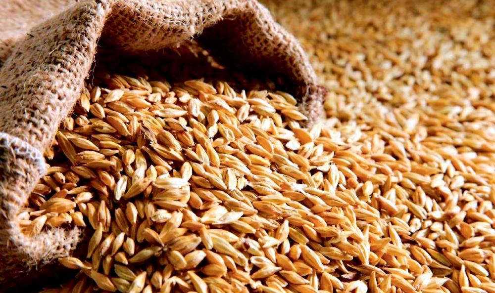 Озвучено закупівельні ціни на зерно в Україні – AgroNews