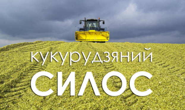 В Україні кукурудзяний силос можна замінити амарантовим