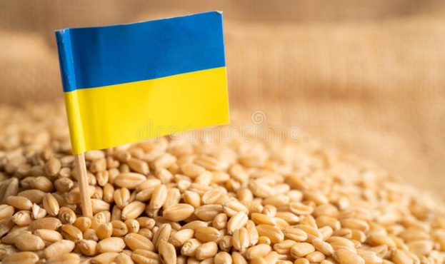 07c9cf9-grains-wheat-ukraine-flag-trade-export-economy-concept-grains-wheat-ukraine-flag-trade-export-economy-concept-246186387