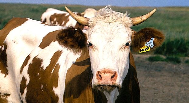 animal_farming_cattle