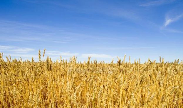 focused_163007556-stock-photo-field-of-wheat-against-sky