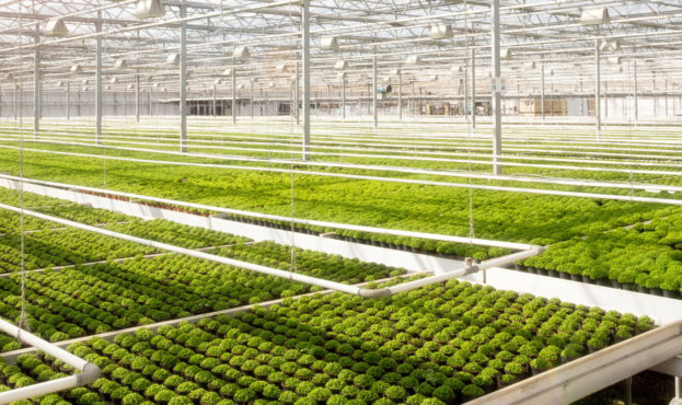 greenhouse-business-gh-