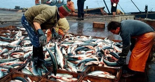 Україна втратила промисловий видобуток риби