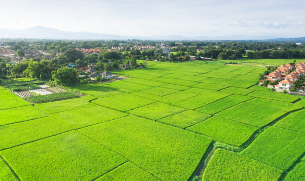 Aerial view of cultivated land.