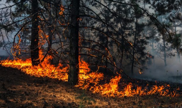 Forest-Fires-Лесные-Пожары-Derevorod-Ecosystem