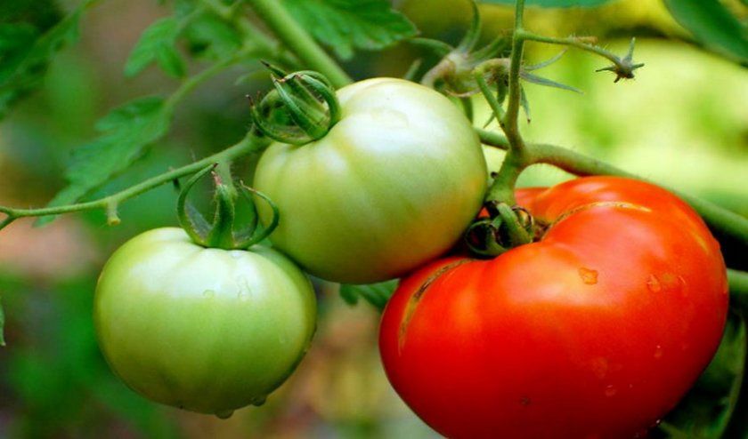 Оптимальні умови зростання і зберігання помідорів для збереження яскравого червоного кольору