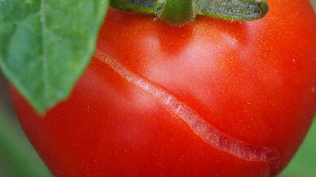 split-tomato-2x
