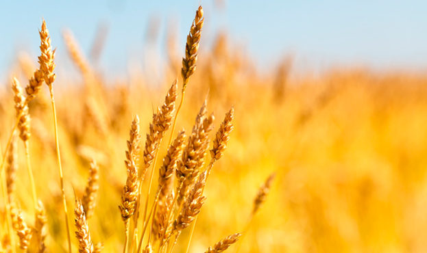 yellow-wheat-field