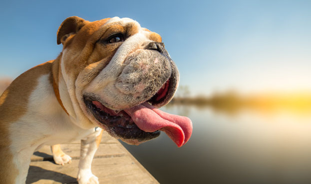 English bulldog standing on the dock - Background - Copy Space