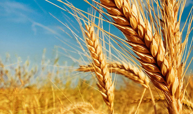 wheat-milestone-social-623x370-1-623x370