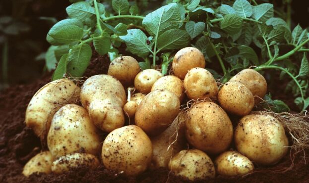EU-Kommission genehmigt Stärkekartoffel Amflora / EU Commission approves Amflora starch potato