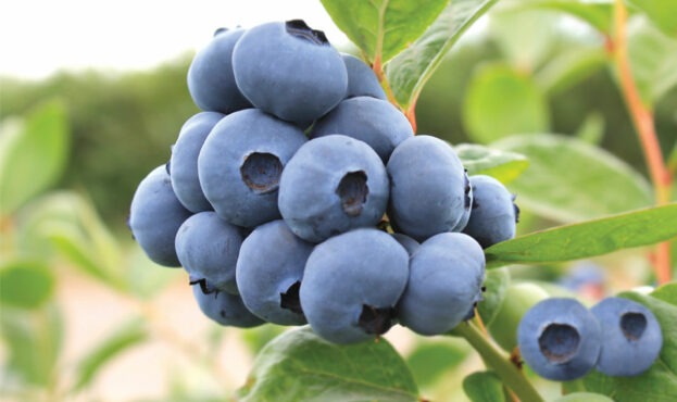 Oregon-Blueberry-MegasBlue-fruit-cluster